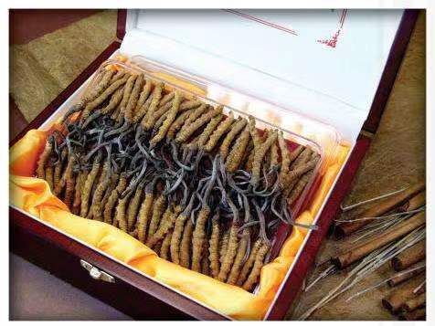 双辽冬虫夏草回收